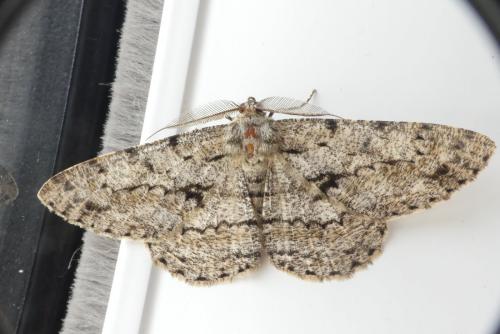 Réf. 184 008 : Hypomecis roboraria